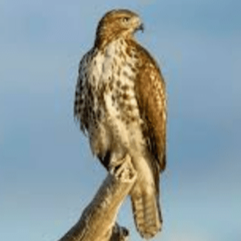 A visit from a red-tailed hawk episode artwork
